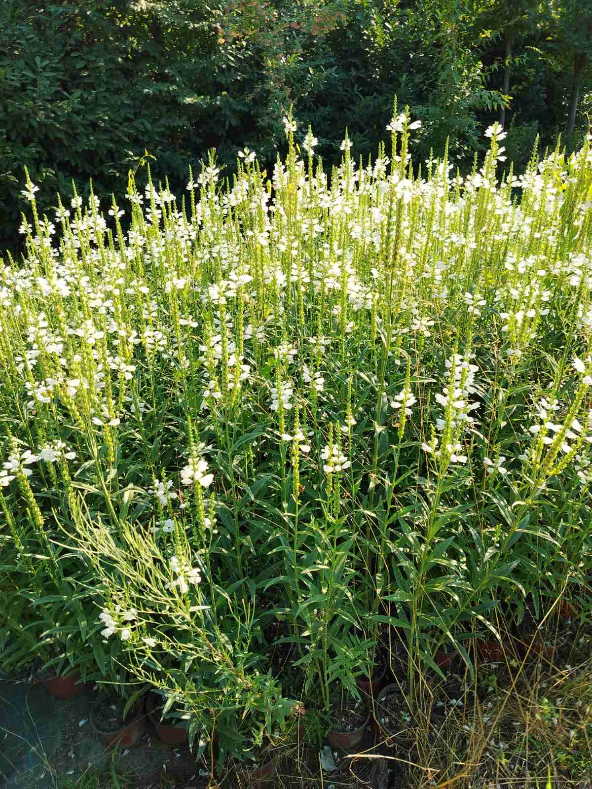 Physostegia alba